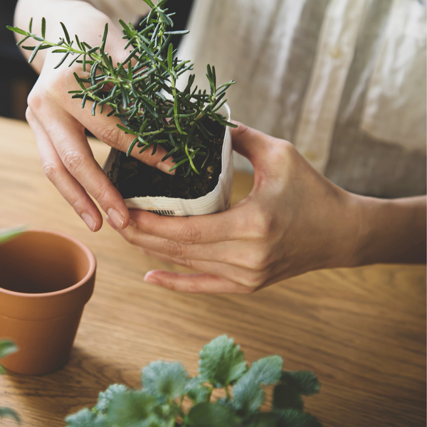 How to Bring Spring into your Home