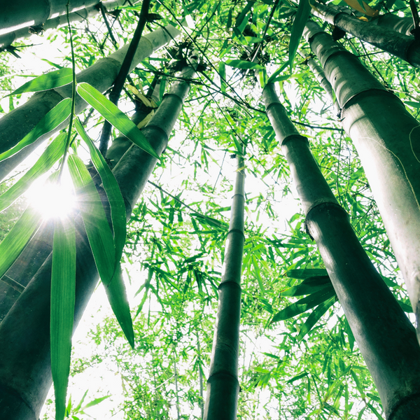 5 Reasons to Choose Bamboo Clothing