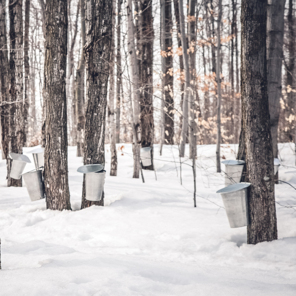 Simple Maple Syrup How-To
